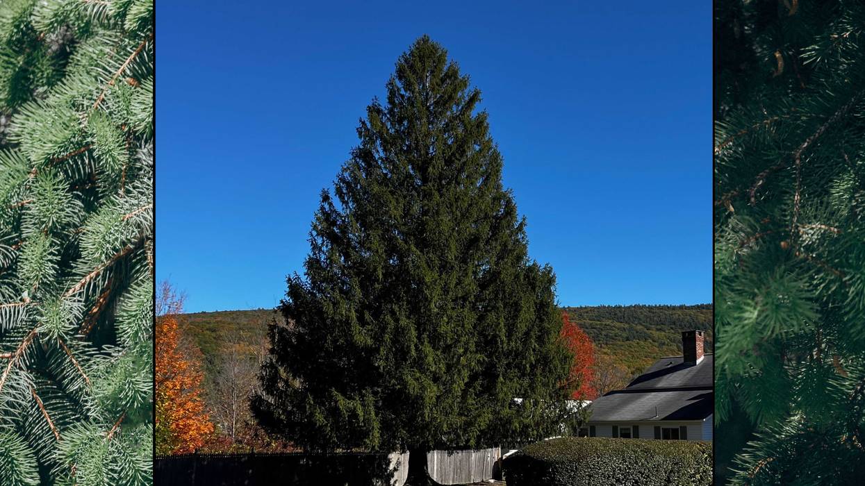 The tree is located in the town of West Stockbridge, Massachusetts