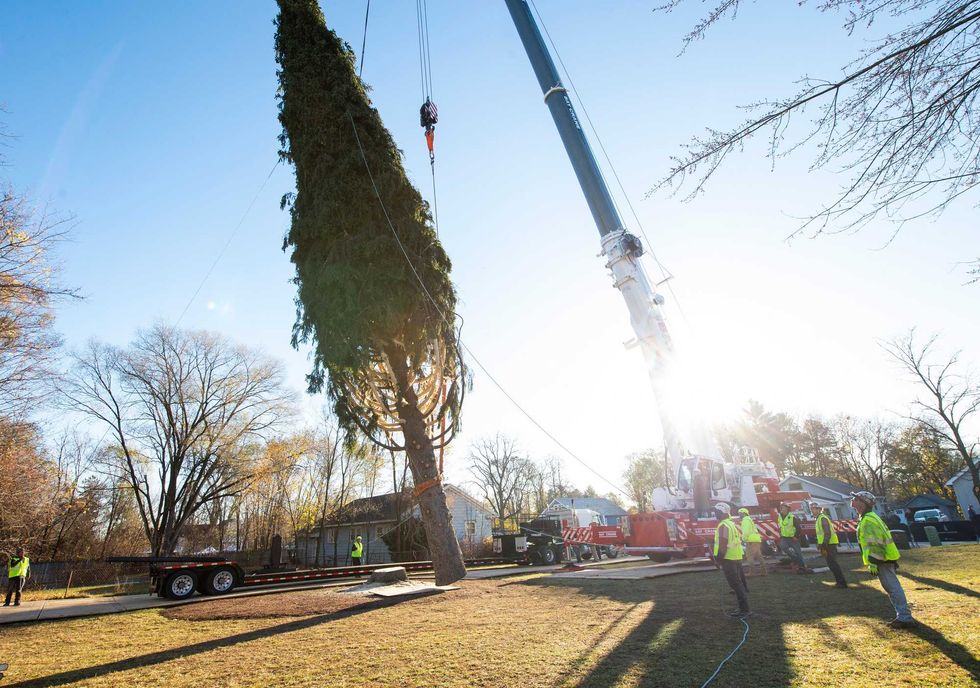 The tree stood in the area for up to 95 years before it was felled Thursday for the journey to New York City