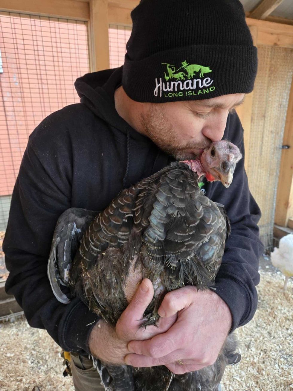 The turkeys have been rescued and taken to Humane Long Island