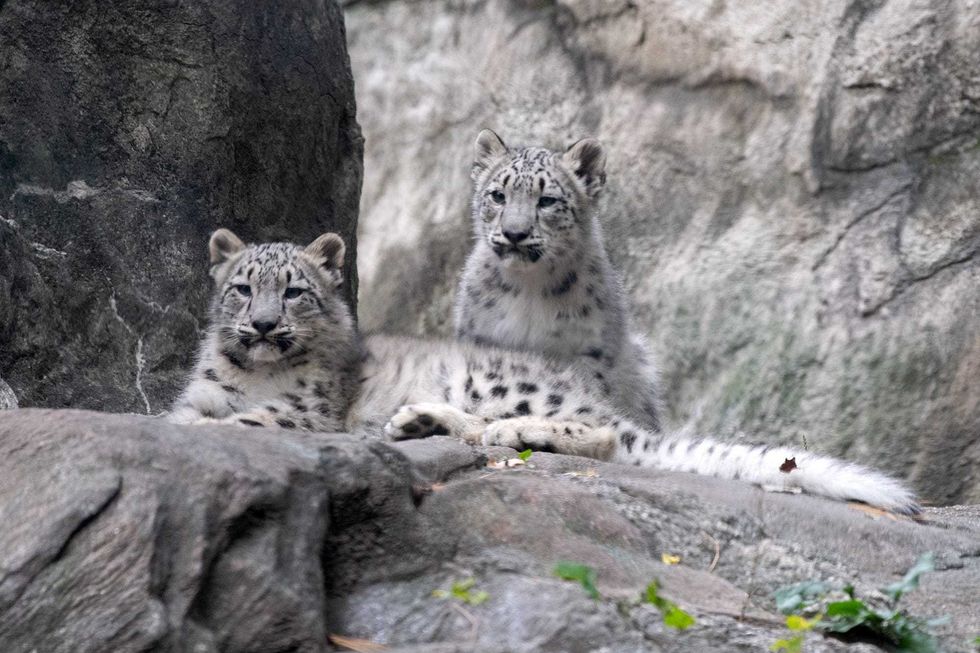 The two cubs are among 10 snow leopards who live at the Bronx Zoo