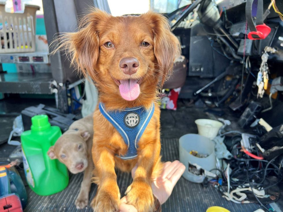 The two dogs found inside the suspect