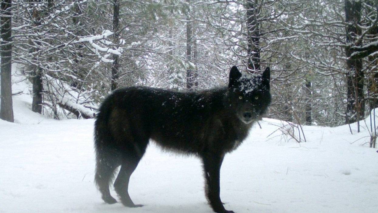 The U.S. Fish and Wildlife Service revealed in January 2020 that an endangered California wolf that died in 2018 was killed in an illegal shooting, according to the Center for Biological Diversity.