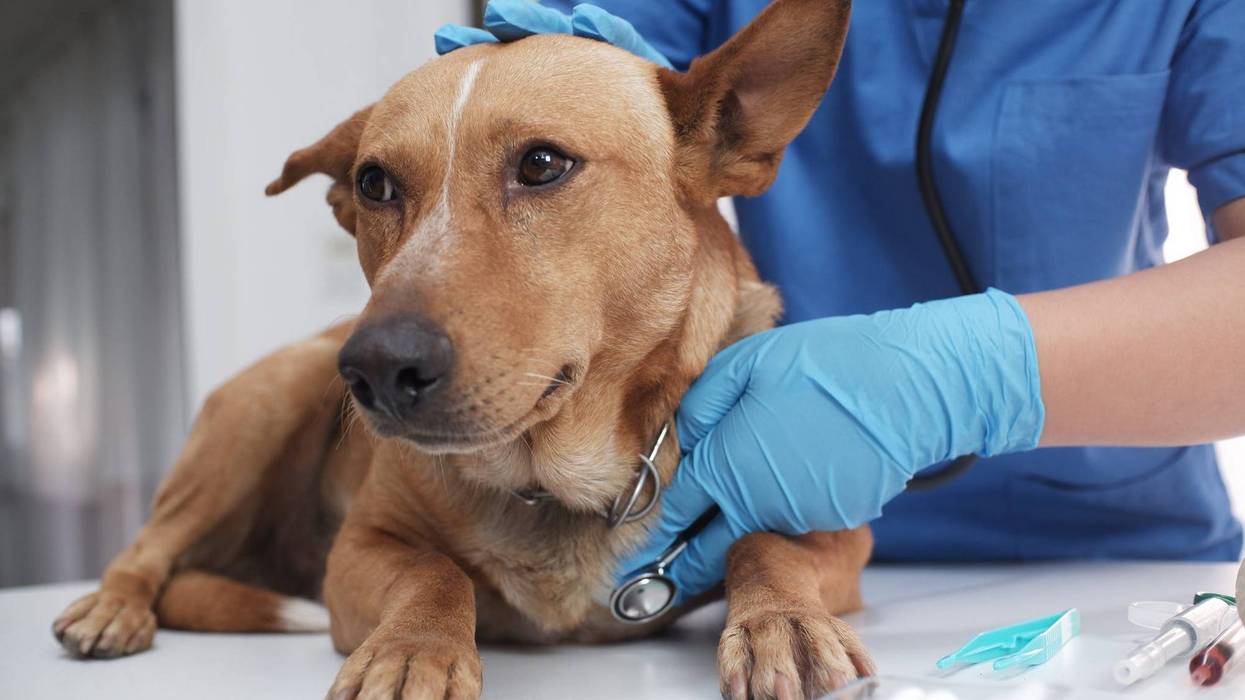 The veterinarian doctor treating, checking on dog at vet clinic - stock photo