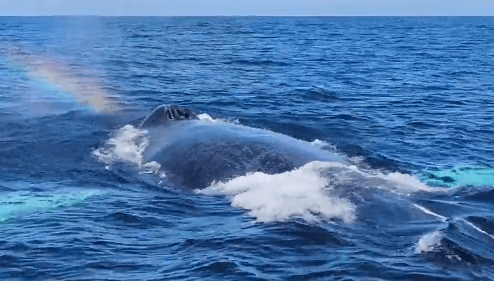 The WCS Ocean Giants Team had a close encounter with a humpback whale earlier this month.