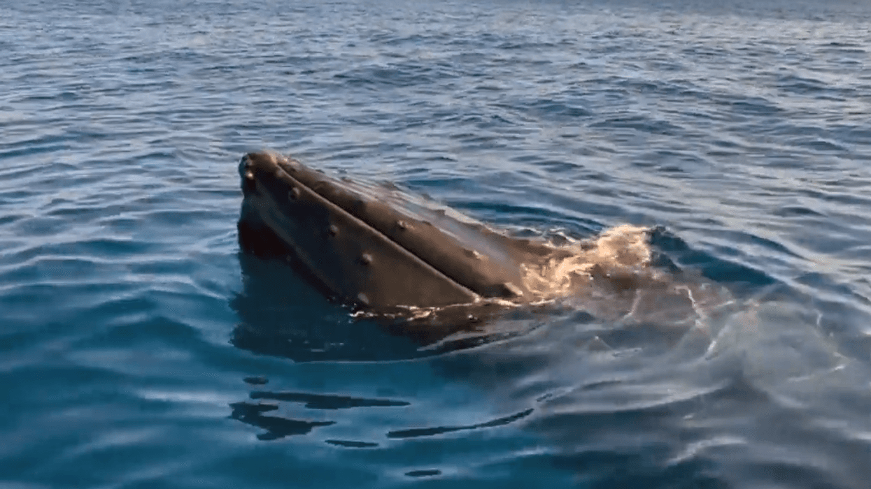 The WCS Ocean Giants Team had a close encounter with a humpback whale earlier this month.
