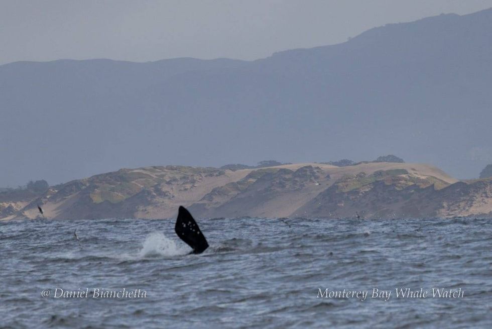 The whale got their attention with its acrobatic breach out of the water.