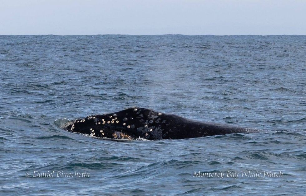 The whale hasn