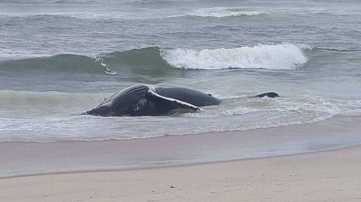 The whale washed up in Long Beach Township before sunrise Thursday