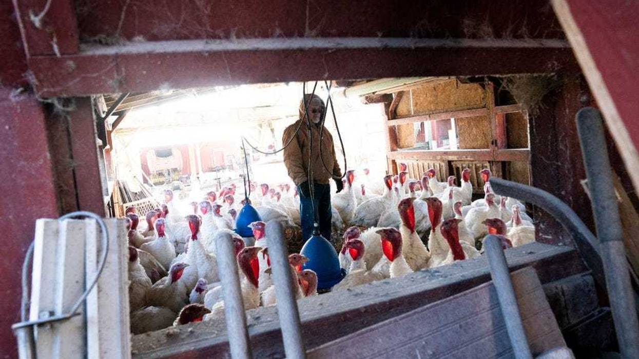 The wholesale price for a whole hen turkey is projected to average $1.32 per pound in 2025, a 40% jump from last year, according to the USDA.