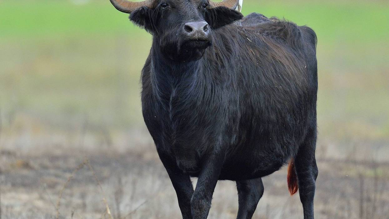 The wild water buffalo with white egret. ( Bubalus arnee), also called Asian buffalo, Asiatic buffalo and Wild Asian Buffalo.