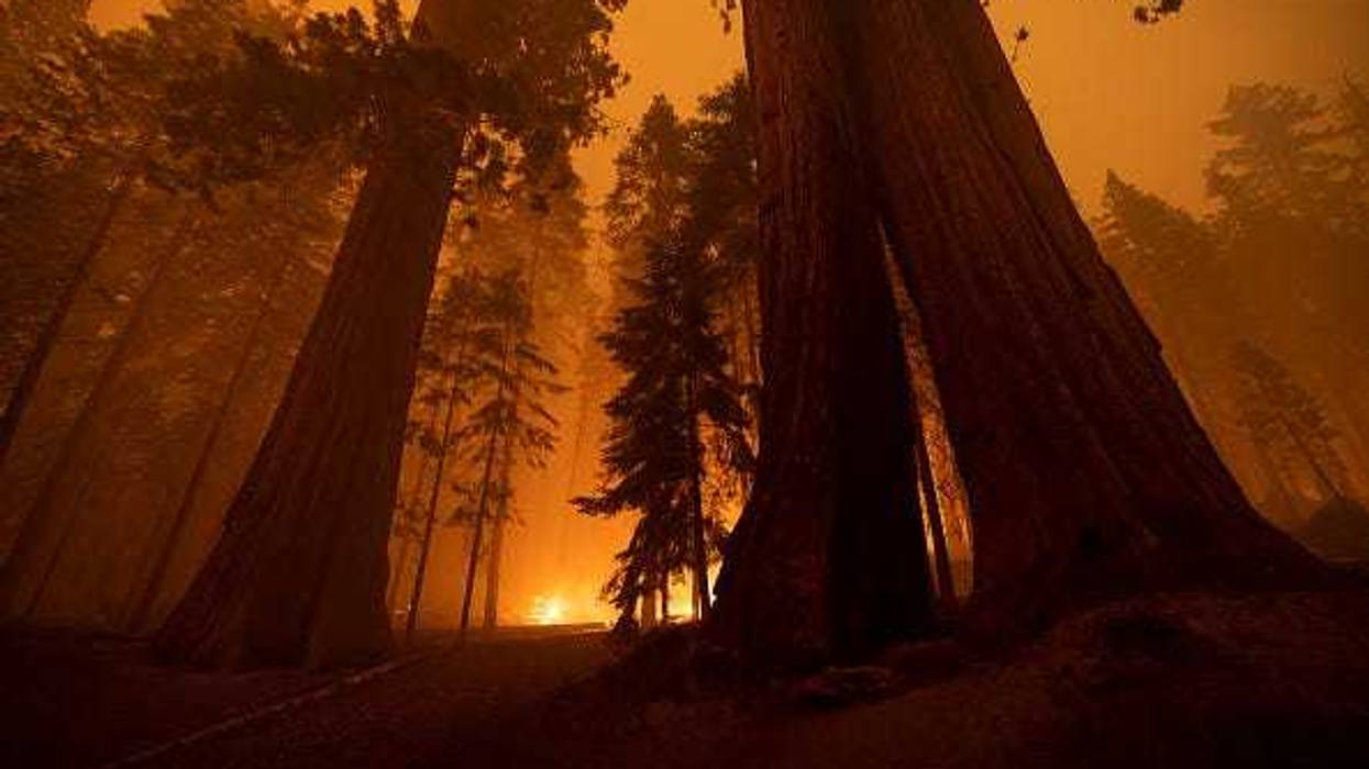 The Windy Fire blazes through the Long Meadow Grove of giant sequoia trees near The Trail of 100 Giants overnight in Sequoia National Forest on September 21, 2021 near California Hot Springs, California.
