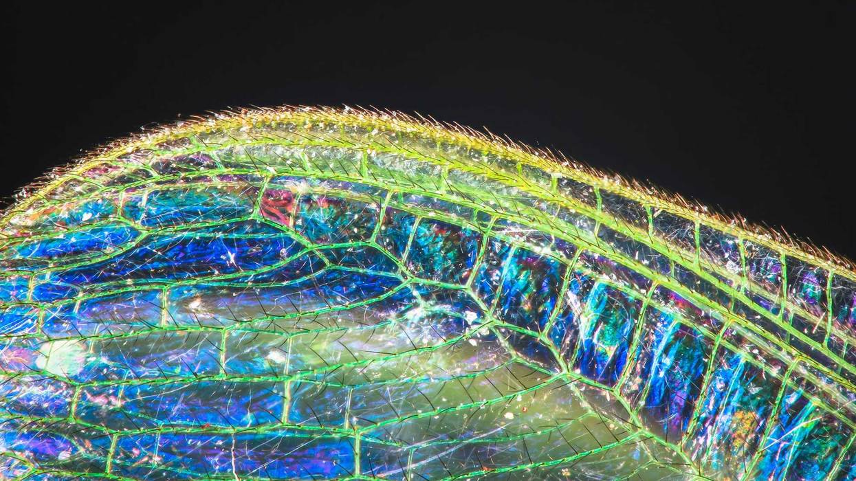 The wing of a common green lacewing (Chrysoperla carnea) up close, showing strong iridescence.