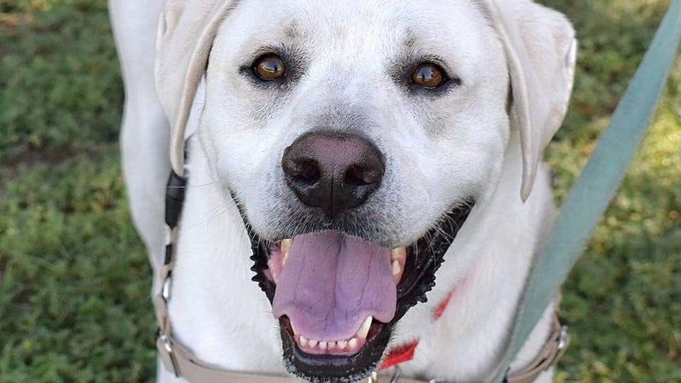 Theodore @ Austin Humane Society 8/28/24