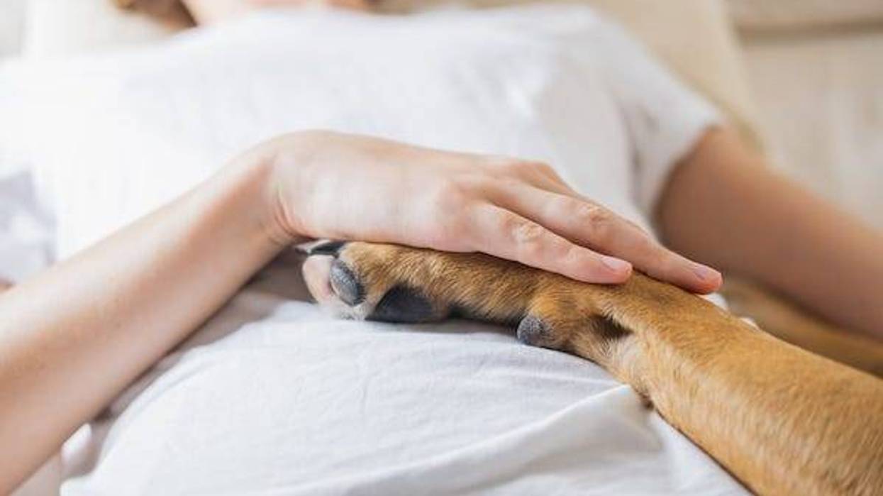 Therapy dog resting hand on hospital patient