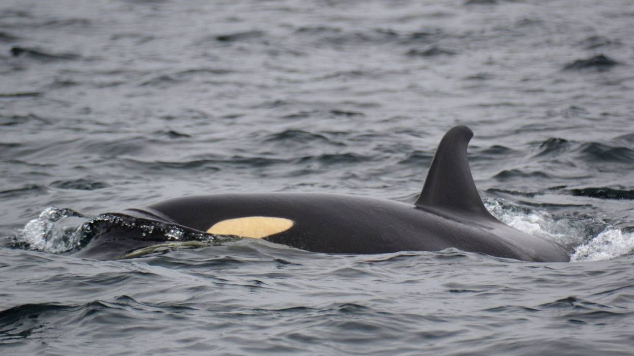 There are less than 75 Southern Resident killer whales at the moment.