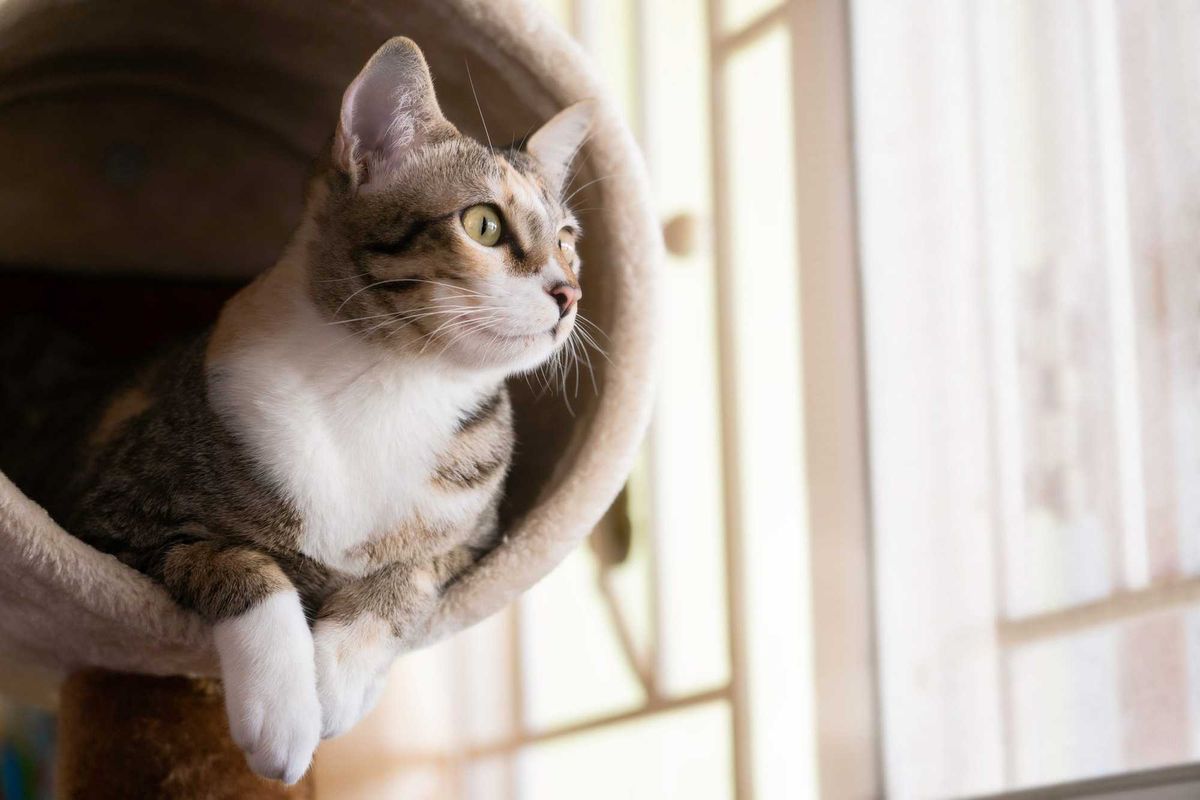 There’s a new $2,500 reward being offered for information leading to the arrest and conviction of whoever allegedly threw a cat from a 12th-floor apartment balcony in Minneapolis.