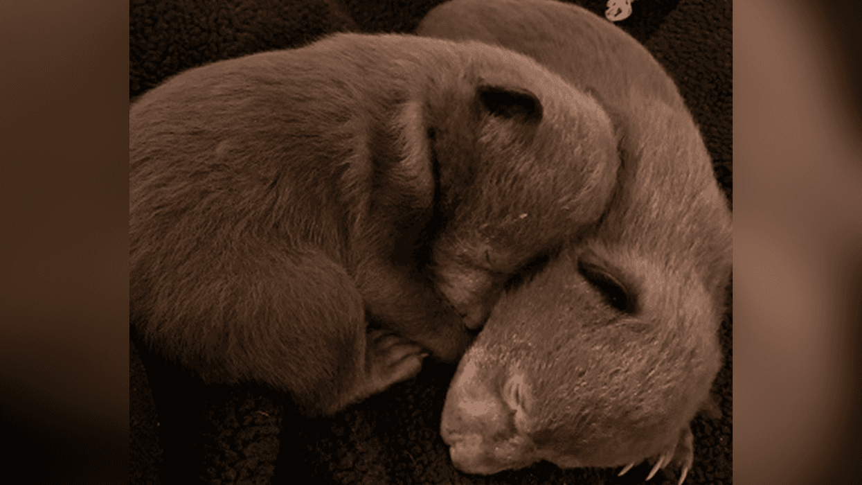 These two tiny bear cubs are in recovery after they were brought ot California Department of Fish and Wildlife officers in March 2019. On March 15, 2022, one of the men who took the cubs from their den and mother pleaded guilty to unlawful possession of two bear cubs and obstructing wildlife officers.