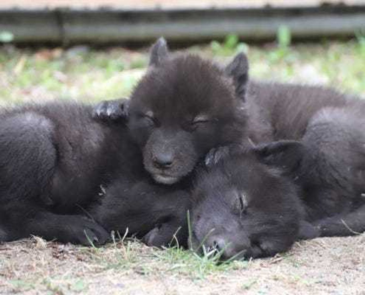They are howling for joy at the International Wolf Center in Ely, Minnesota with the arrival of two new pups.