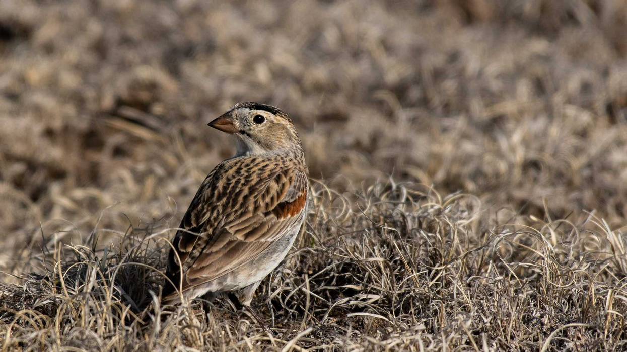Thick-billed Longspur on the plains of Colorado.
