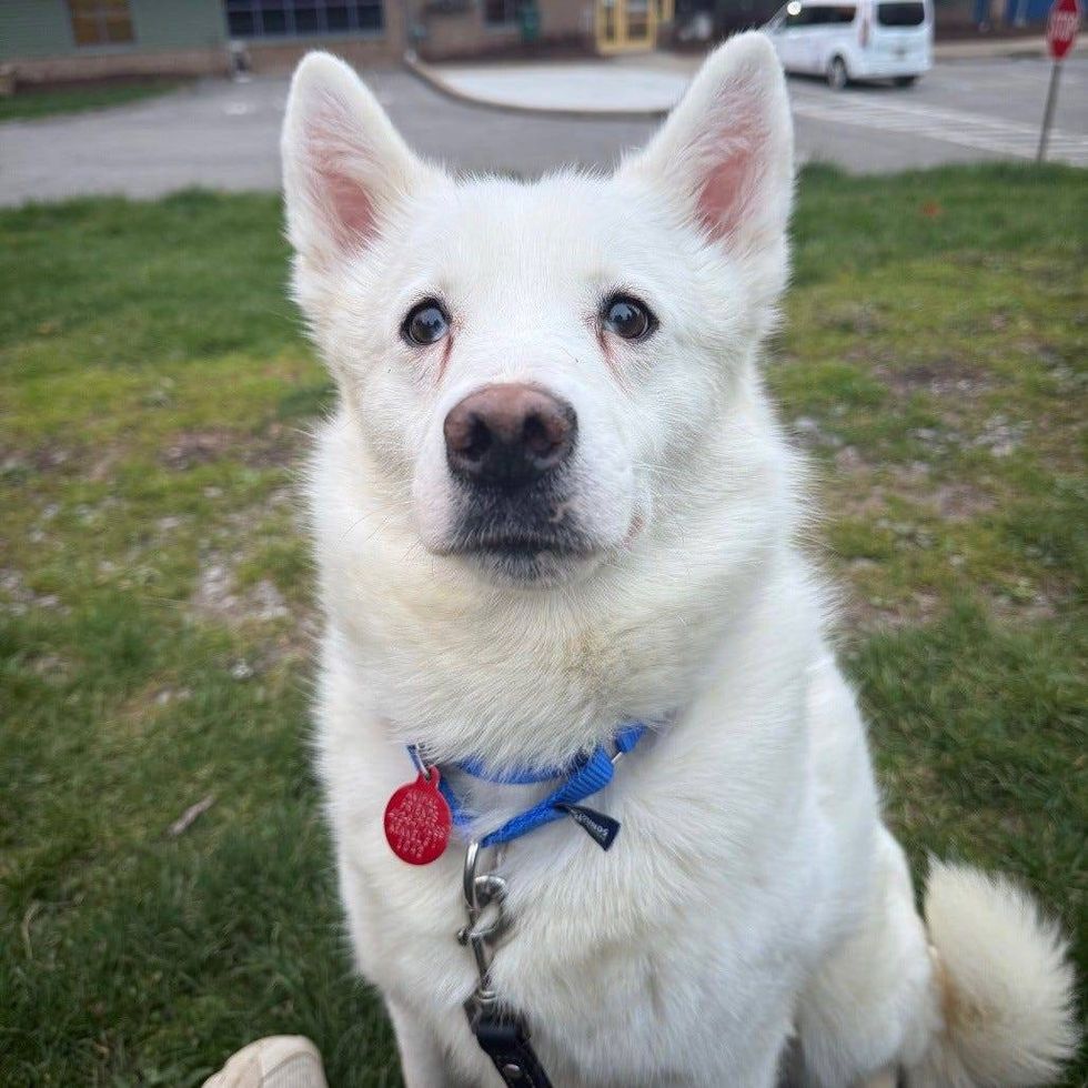 Third dog in East Deer