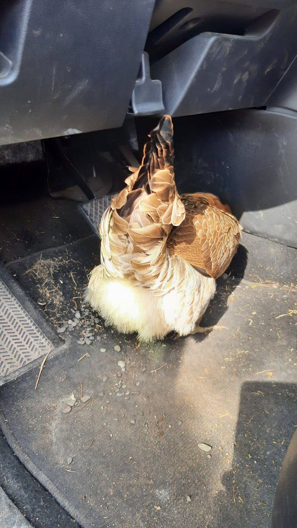 This Chicken.
