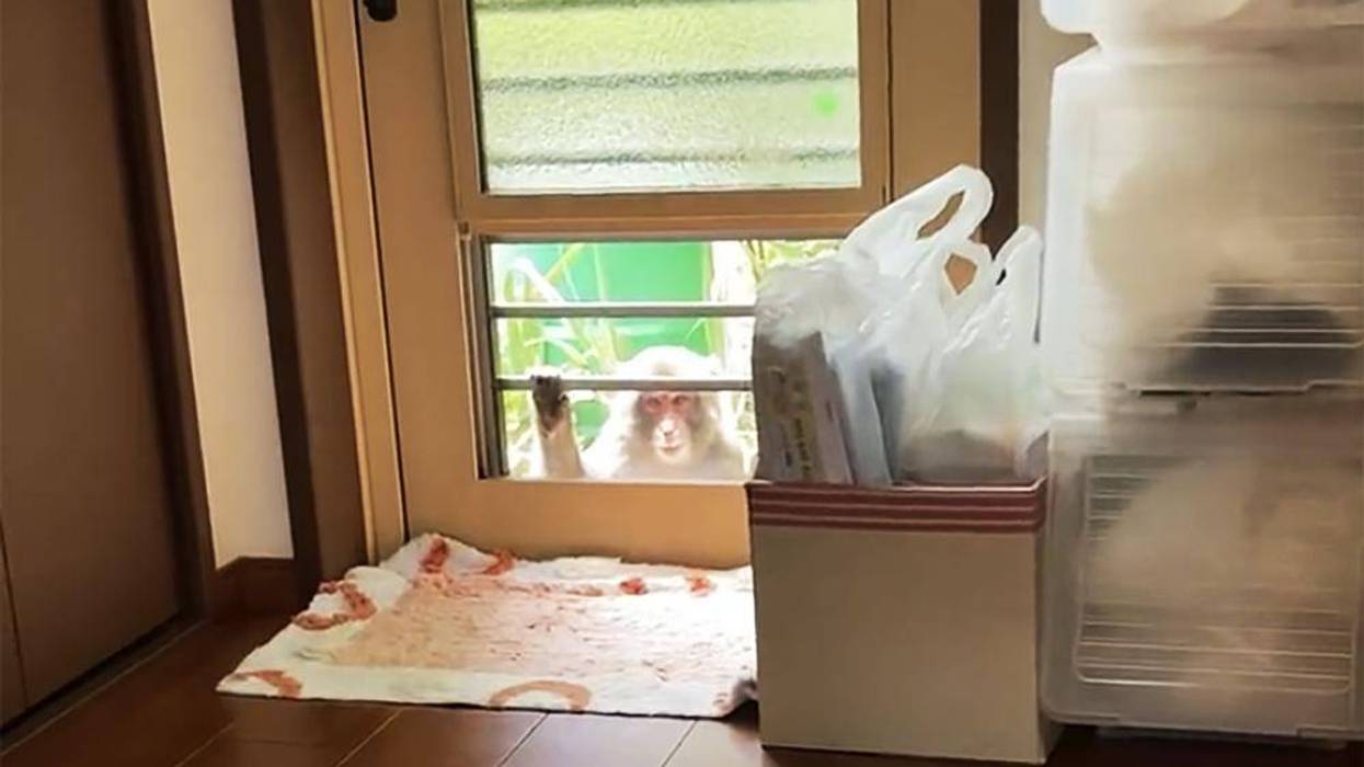 This image from a video shows a monkey loitering around a home in Yamaguchi, Japan, Saturday, July 23, 2022. People in the southwestern Japanese city have come under attack from monkeys that are trying to snatch babies, biting and clawing at flesh, and sneaking into nursery schools