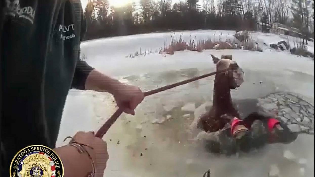 This image from body cam video, provided by Saratoga Springs Police, shows the rescue of Sly, a 1,300-pound horse that fell through ice of a pond in Saratoga Springs, N.Y., Monday, Feb. 24, 2025