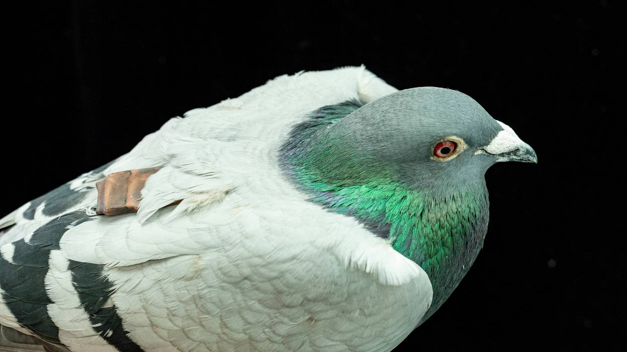 Pigeons may be navigating with their liver, study suggests