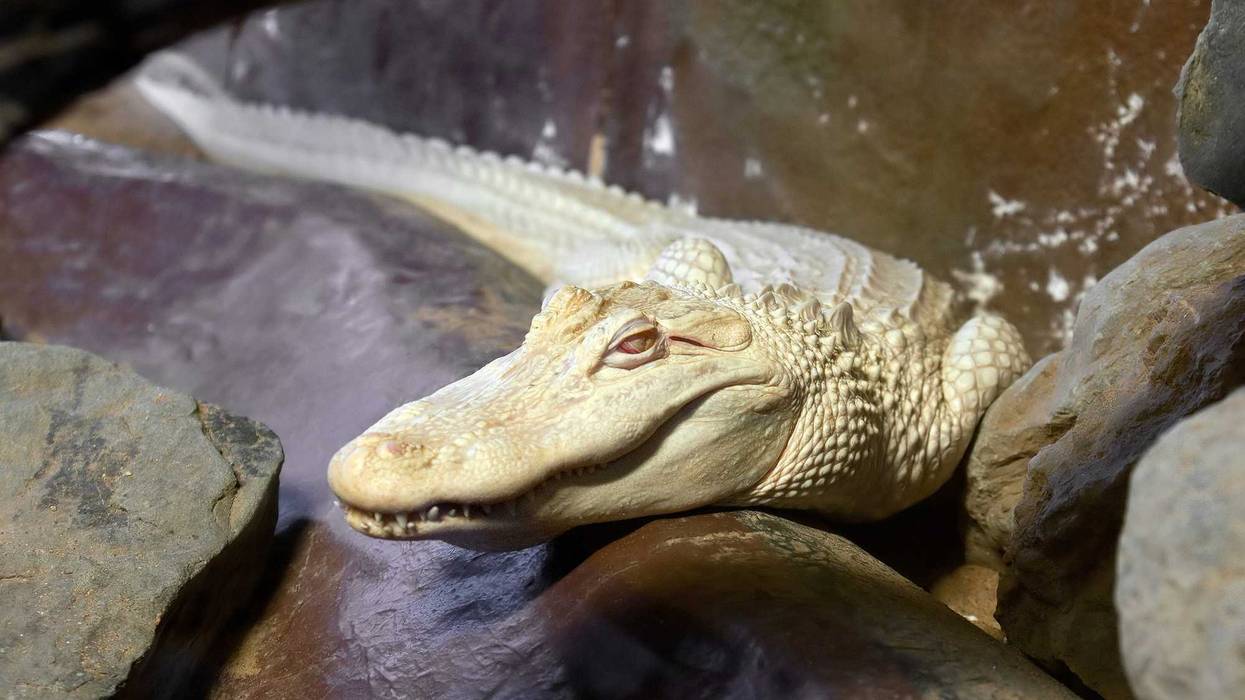 This is an albino alligator, different from the white leucistic alligators at Gatorland in Orlando, Fla.