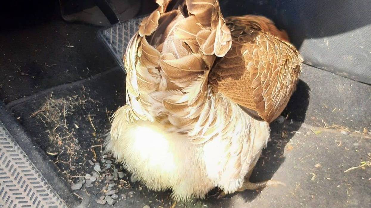 This is my chicken. My chicken's name is Pumpkin. This is Pumpkin's chicken butt.