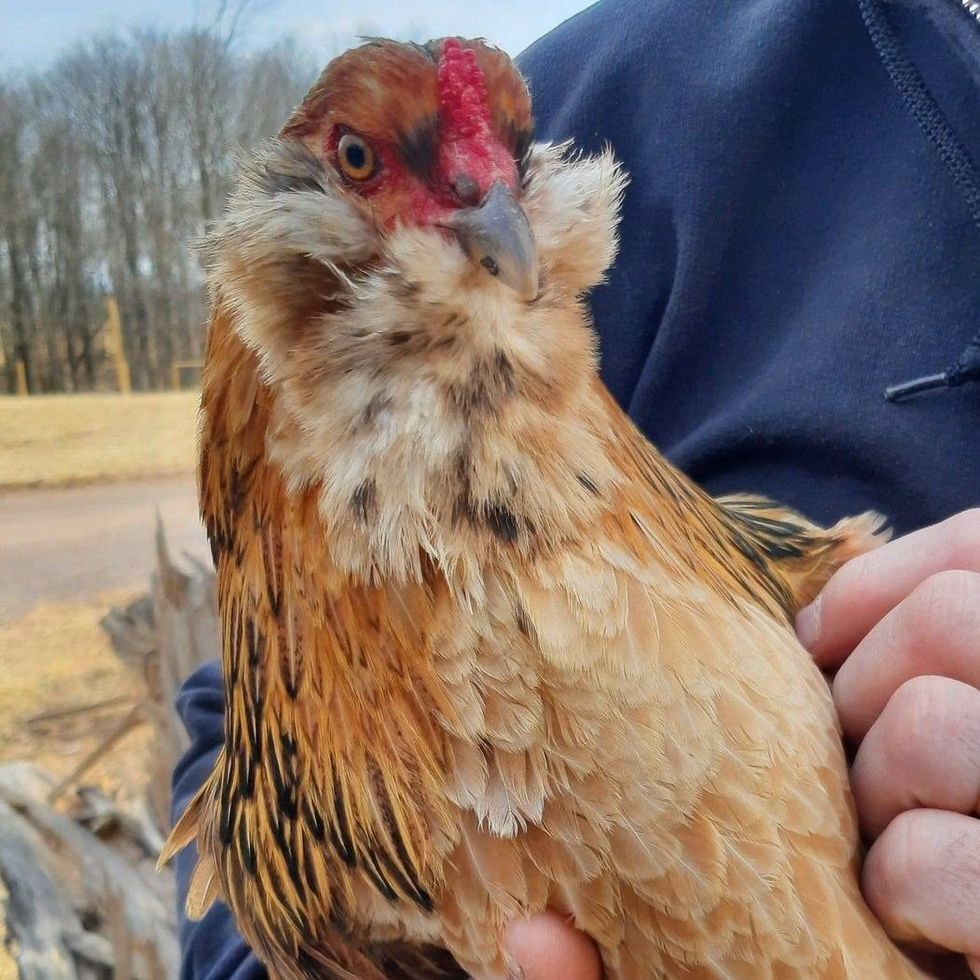 This is Pumpkin.
