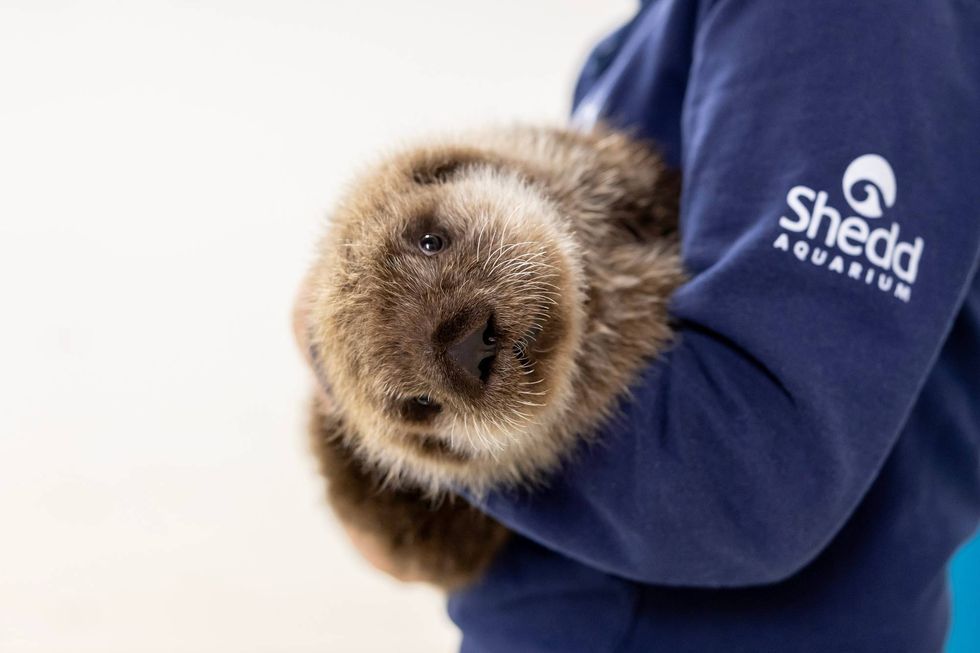 This male northern sea otter pup arrived at the Shedd Aquarium in December 2023. He was rescued in Alaska and will remain behind the scenes for a few months as he reaches development milestones, Shedd officials said.