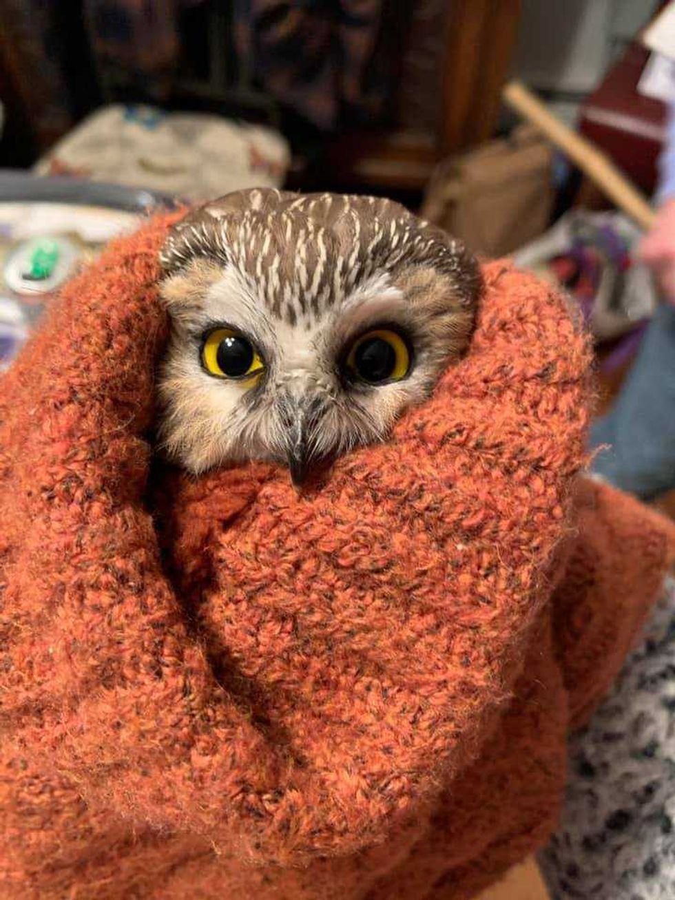 This owl was found inside the 2020 Rockefeller Center Christmas tree.