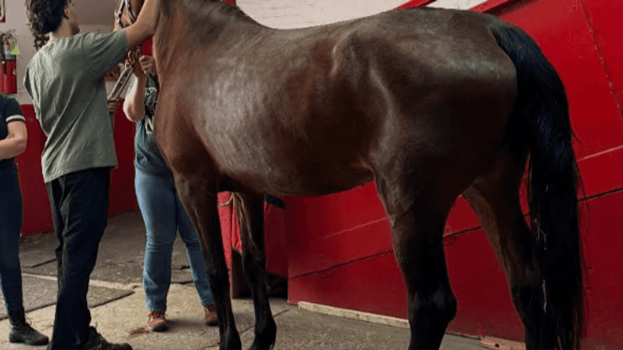 This photo of Lady was taken in June during her physical, which is required by city law before being allowed to work providing carriage rides.
