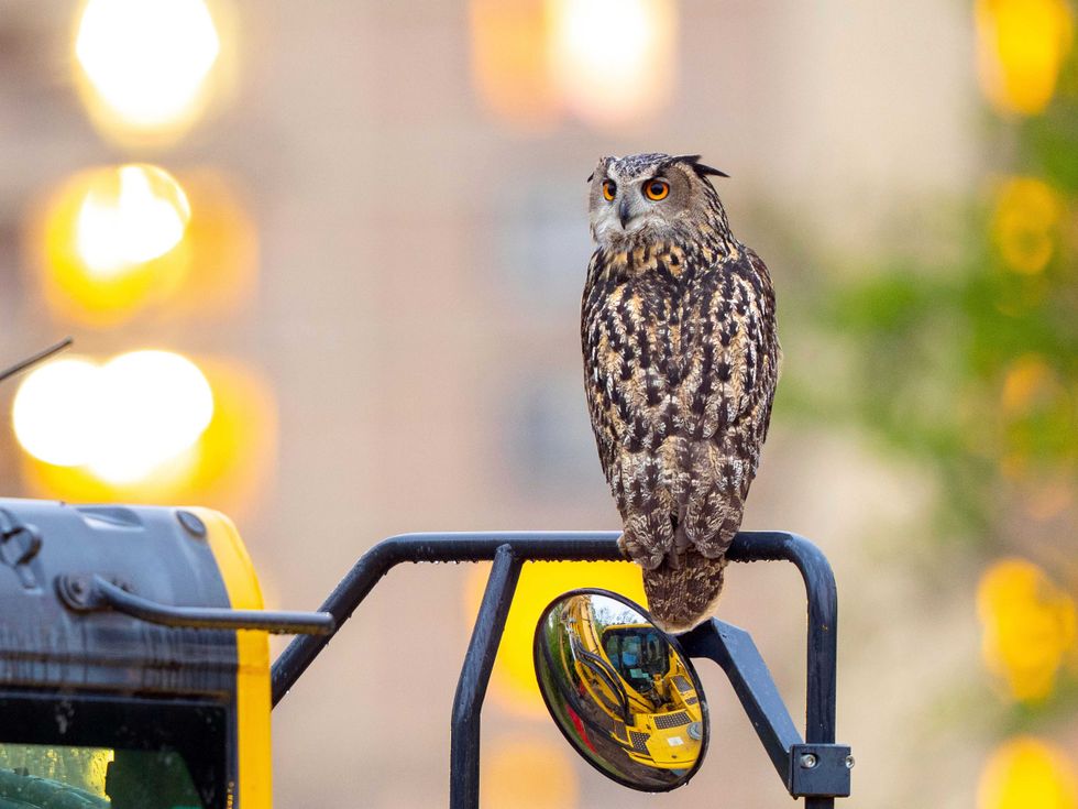 This photo provided by David Lei shows Flaco the owl, April 28, 2023, in New York