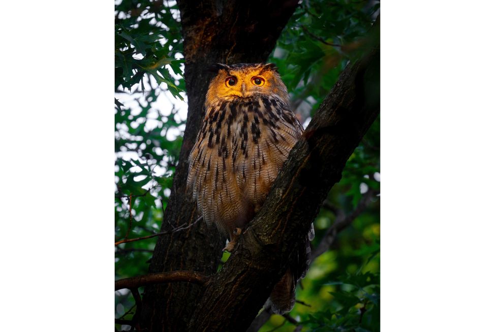 This photo provided by David Lei shows Flaco the owl, June 19, 2023, in New York
