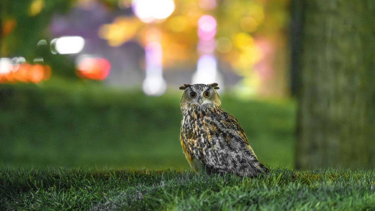 This photo provided by Jacqueline Emery shows Flaco the owl, Aug. 18, 2023, in New York
