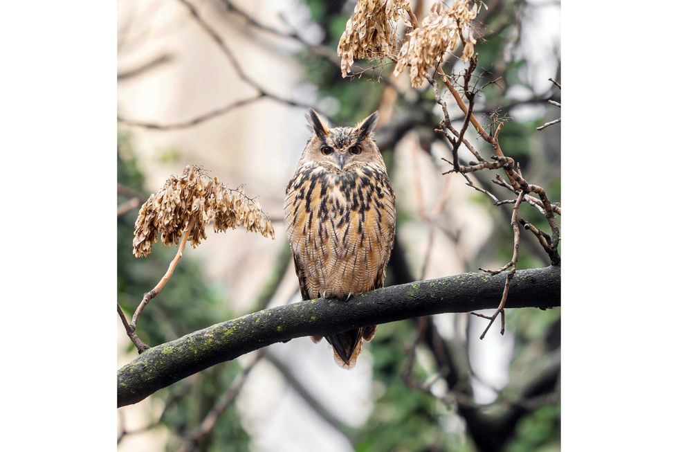 This photo provided by Jacqueline Emery shows Flaco the owl in a courtyard, Dec. 28, 2023, on New York