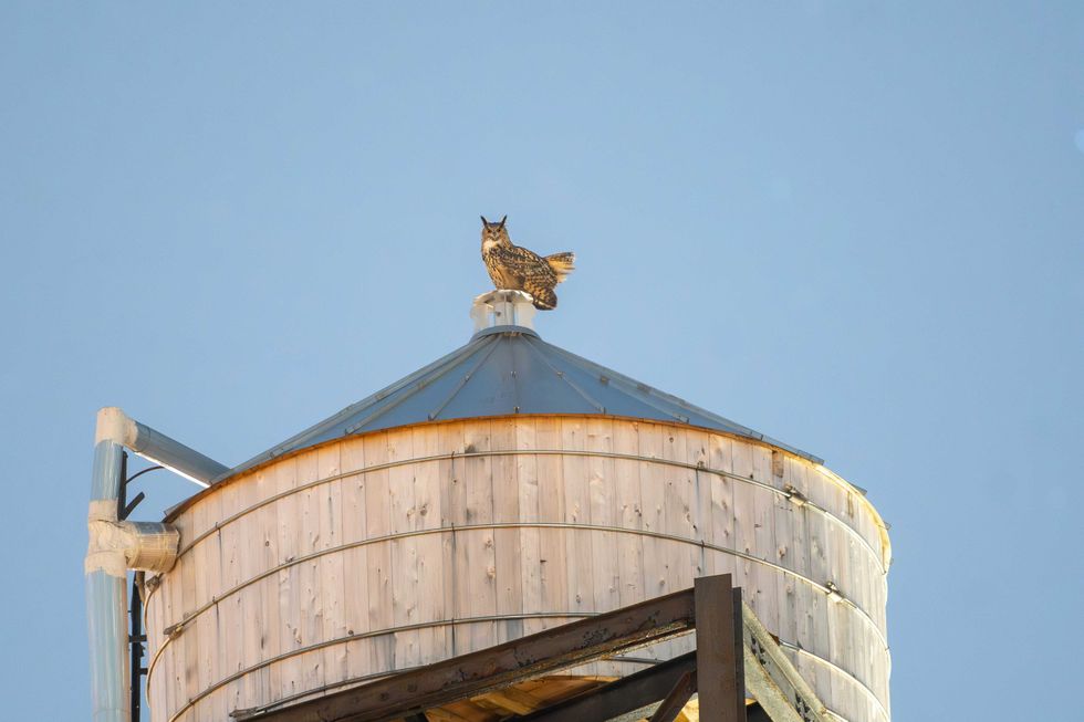 This photo provided by Jacqueline Emery shows Flaco the owl on a water tower, in New York, Jan. 9, 2024