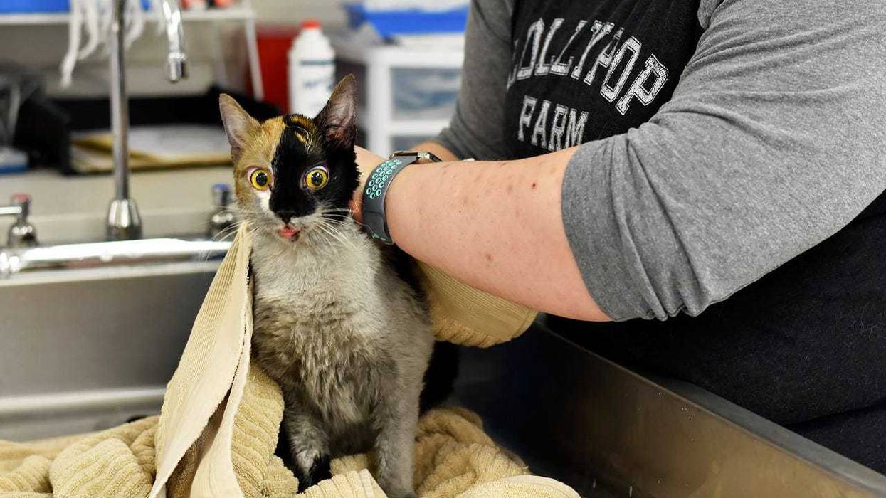 This photo, provided by Lollypop Farm shelter, shows one of the 97 cats rescued from a house fire in Perinton, NY, outside Rochester, NY, Thursday, Jan. 14, 2021. Many of the cats suffered smoke inhalation, the Humane Society of Greater Rochester said, and it wasn’t clear whether all of them would survive.