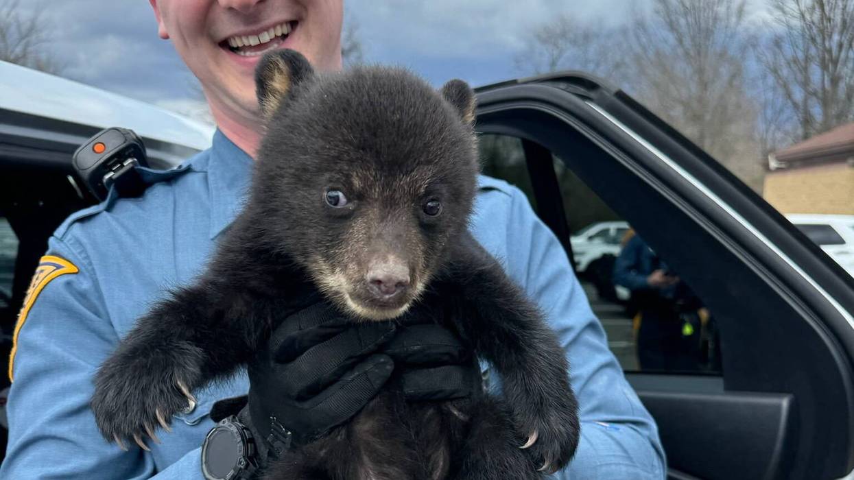 NJ state troopers rescue bear cub from highway ditch