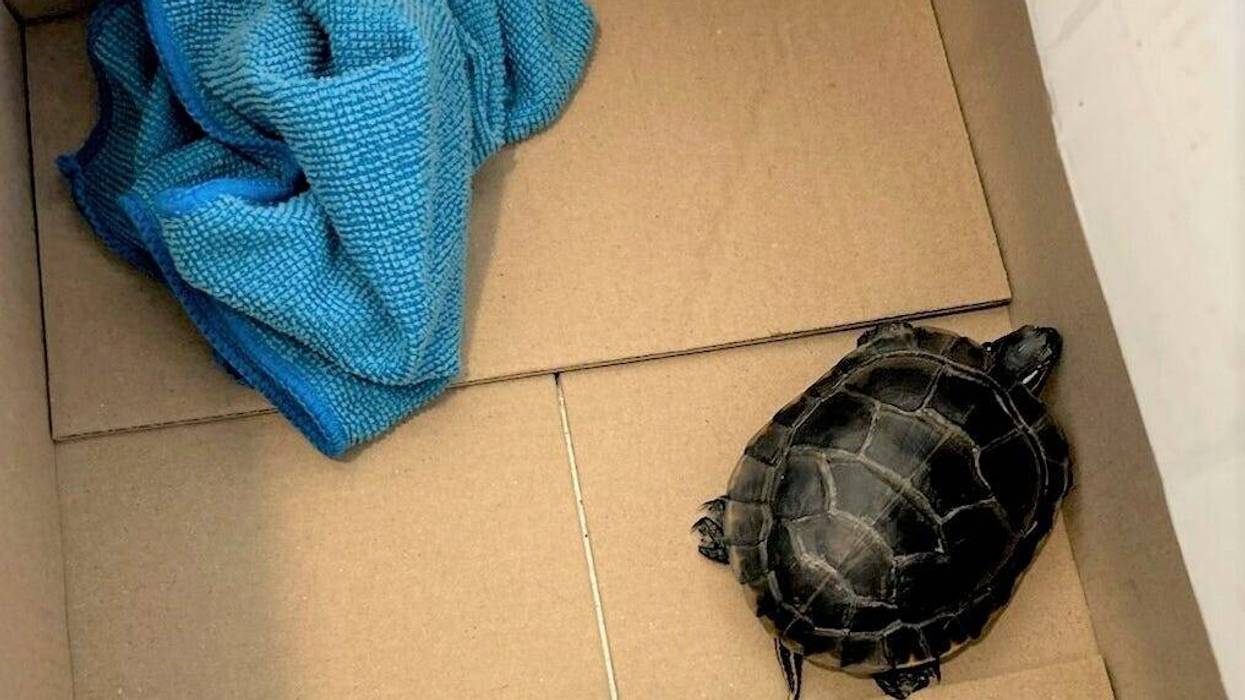 This photo provided by the TSA shows a turtle in a box after a Pennsylvania man was caught with the turtle concealed in his pants when the TSA body scanner triggered an alarm in the area of the man’s groin on March 7, 2025, at Newark Liberty International Airport in Newark, N.J.