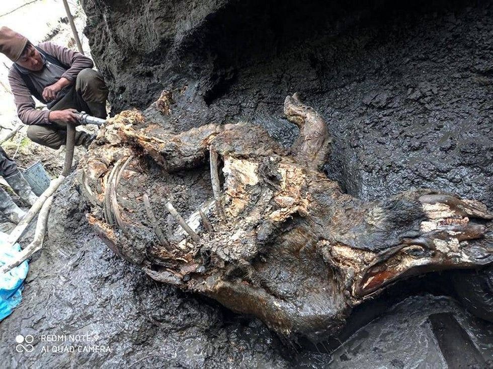 This photo taken in Aug. 2020 shows the carcass of a woolly rhino, taken in Yakutia. The well-preserved carcass with most of its internal organs still intact was released by permafrost in August and scientists hope to transport it to the lab for studies next month.