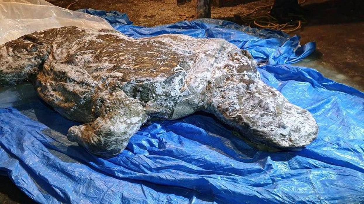 This photo taken in Aug. 2020 shows the carcass of a woolly rhino, taken in Yakutia, The well-preserved carcass with most of its internal organs still intact was released by permafrost in August and scientists hope to transport it to the lab for studies next month.