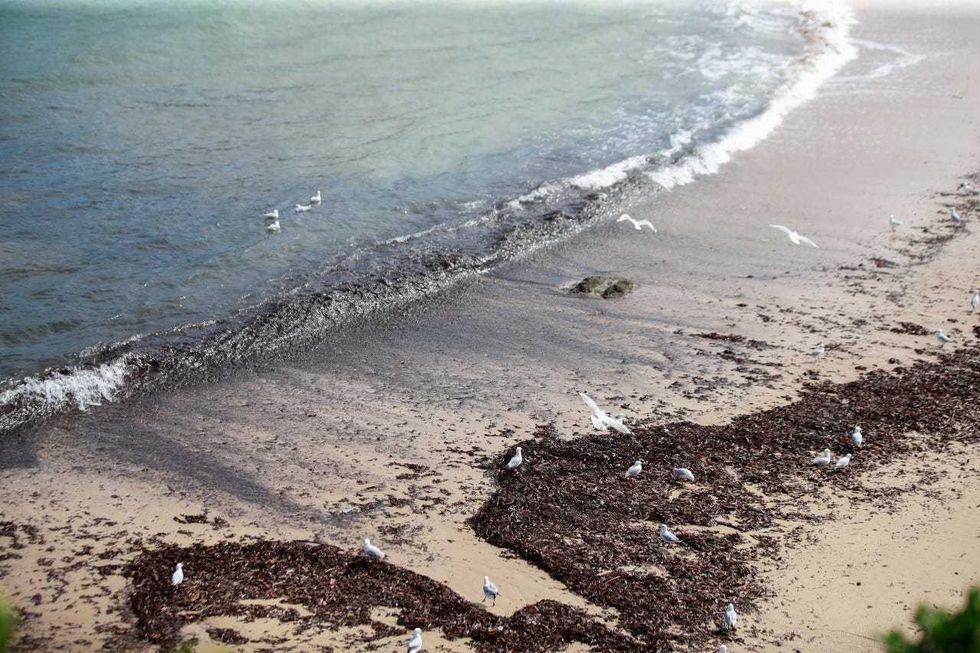 This photo taken on Oct. 16, 2024 shows mysterious black balls of debris washed ashore on Coogee Beach in Sydney, Australia.