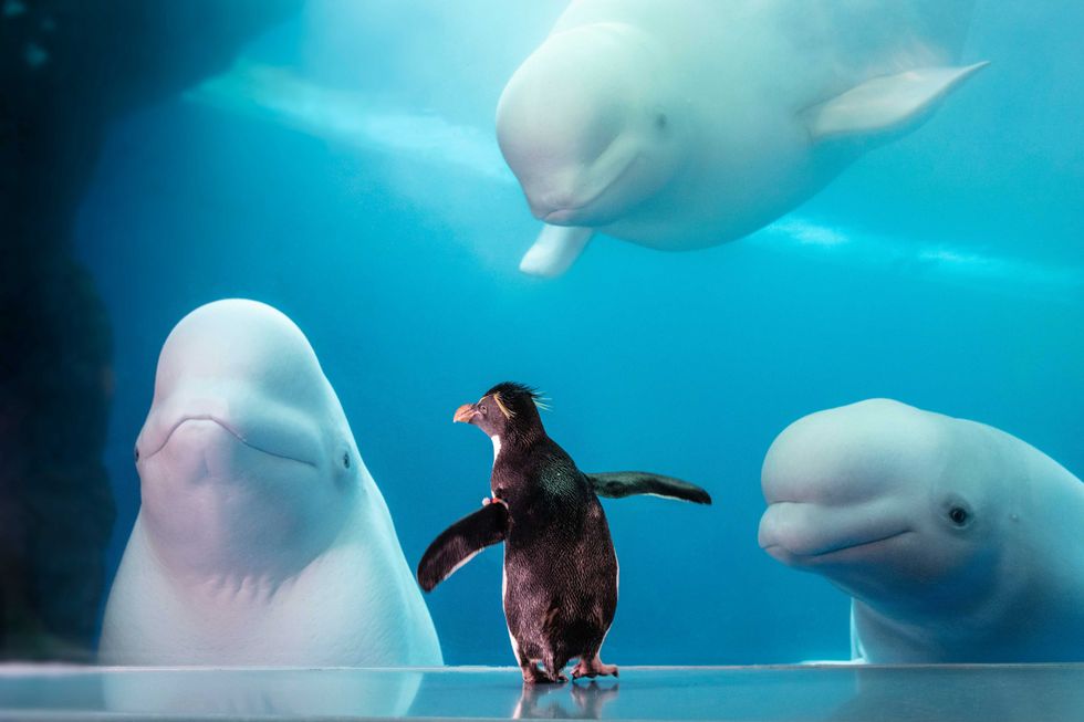 This week, Shedd Aquarium is highlighting a significant milestone as the rockhopper penguin Wellington turns 33-years-old, which is more than double the life expectancy of the species in the wild.
