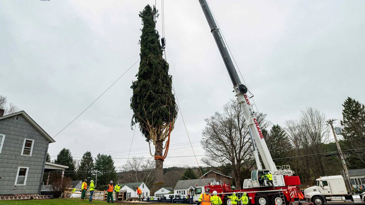 This year's Rockefeller Center Christmas tree, a 75-foot tall, 11-ton Norway Spruce, is craned onto a flatbed truck, Thursday, Nov. 12, 2020, in Oneonta, N.Y.