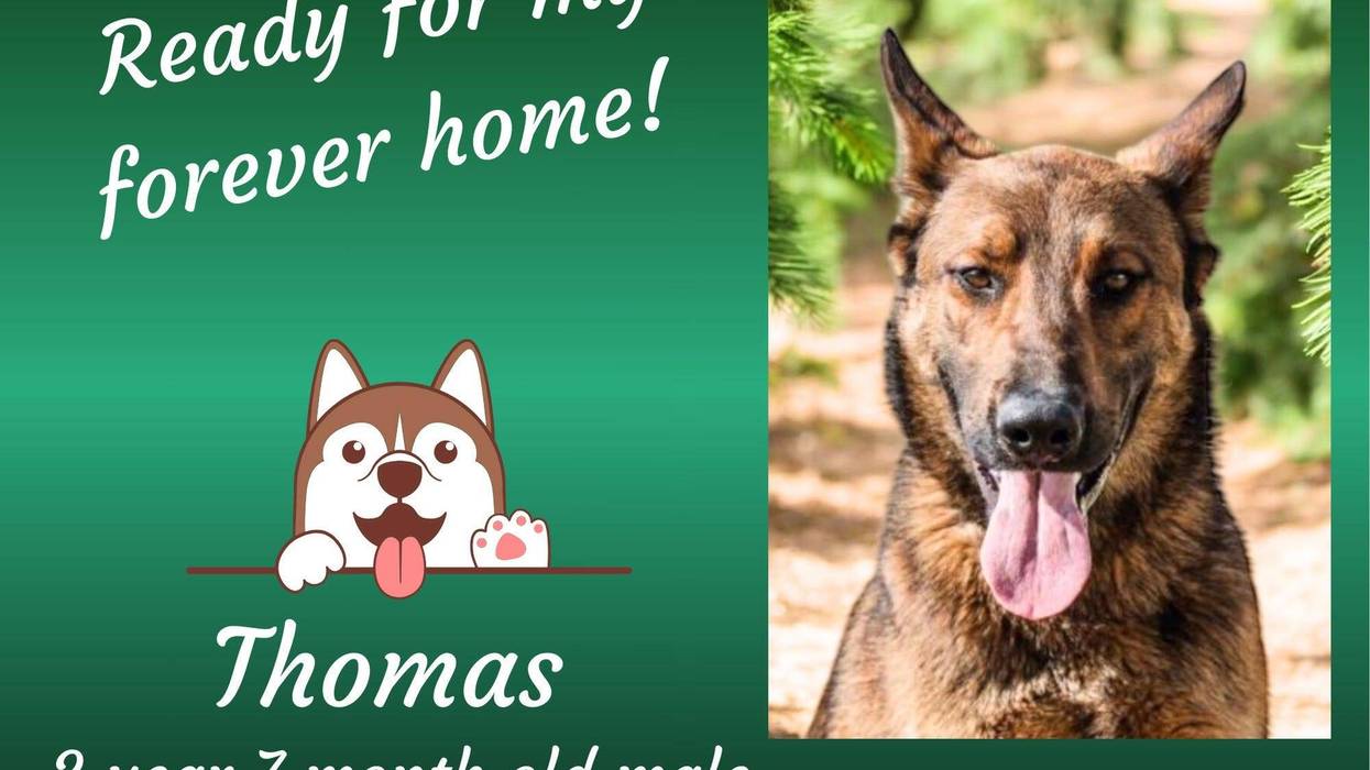 Thomas, a three a half year old large brown mixed breed dog