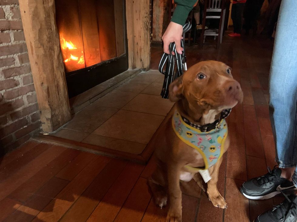 Thor was one of the adoptable dogs at a Puppy Bowl watch party at Devil