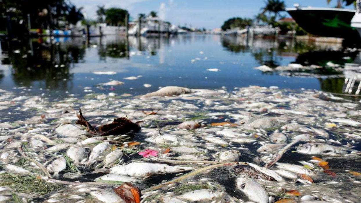 Thousands of dead fish float in the Boca Ciega Bay located near the mouth of Madeira Beach on July 21, 2021 in Madeira Beach, Florida. Red tide, which is formed by a type of bacteria, has killed several tons of marine life in Florida so far this year. (Photo by Octavio Jones/Getty Images)